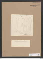 Surirella macraeana Grev. (de-Toni-Nr.: Genus 53, Species 2297) Zeichnungen Sammlung Grunow Nr. 4745 (NHMW-BOT-W0372856)